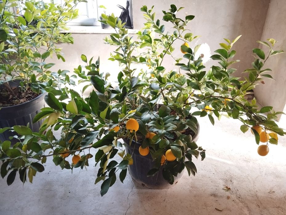 Лимон таёр хосилга кирган