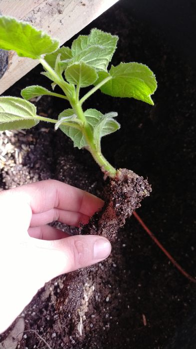 Павловния тамыр каламша павлония