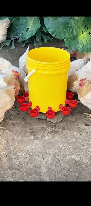 Поилки за домашни птици 10 бр