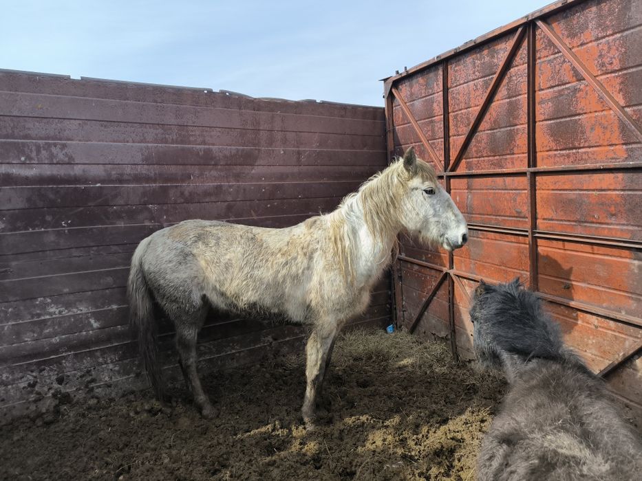 Әдемі көк бие сатылымда