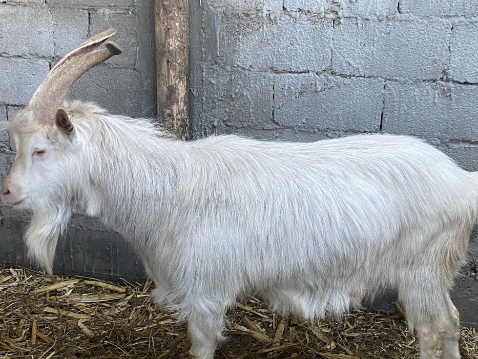 Capre in gestatie ! Si un tap bun Monta Cudalbi • OLX.ro