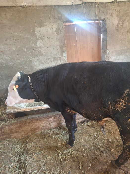 Продается бычки отличные