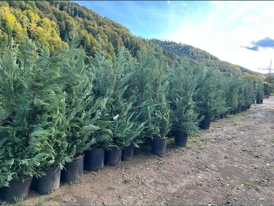 Tuia smaragd și leylandii la 2.3m - 2.5m/ preturi de producător/