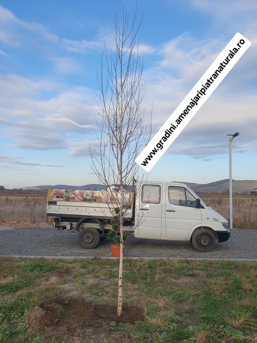 Mesteacan alb, tei argintiu, frasin, artar verde, carpen, paltin