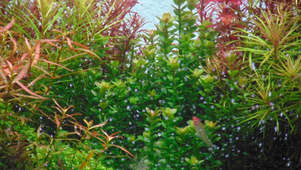 Аквариум усимликлари