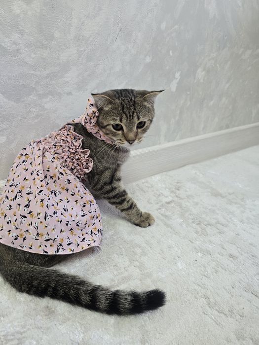 Отдам котенка бесплатно