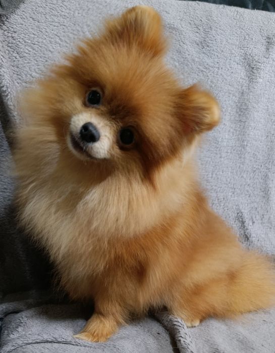 Щенки шпица мини