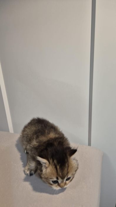 British Longhair Golden-Black