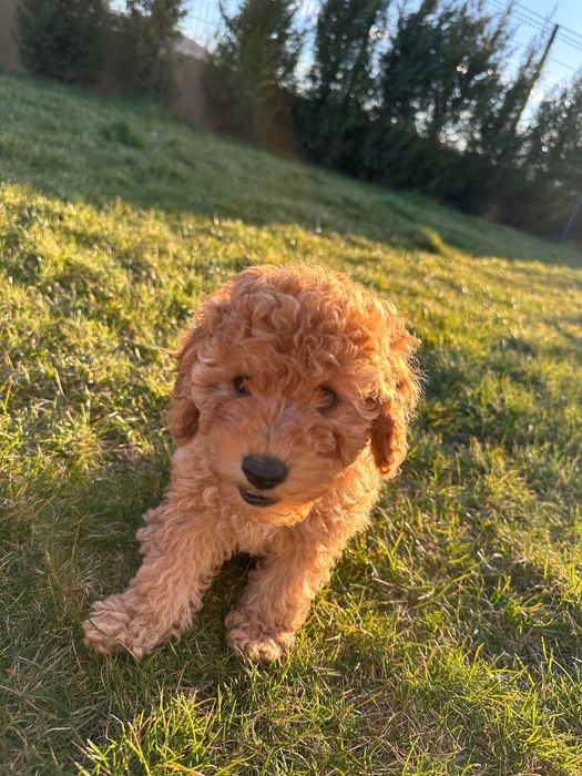 Пудел мини женско априкот(праскова )