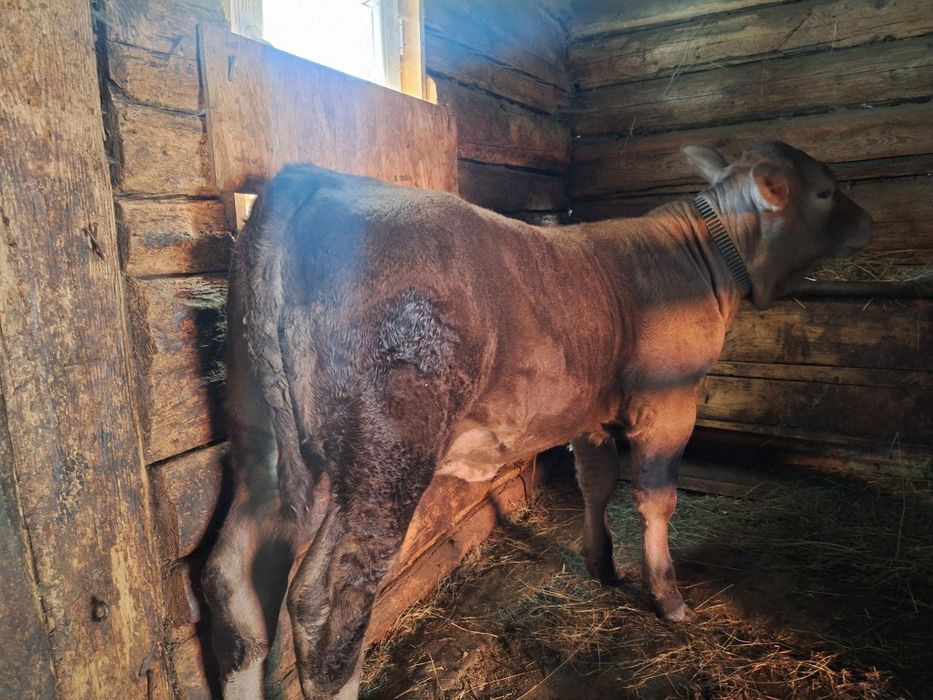 Vițelușă Angus, 3 luni jumate
