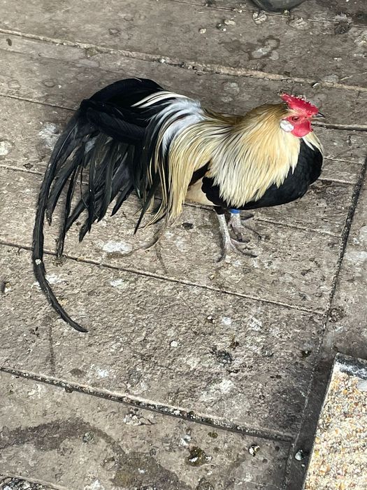 Vând pereche de phoenix