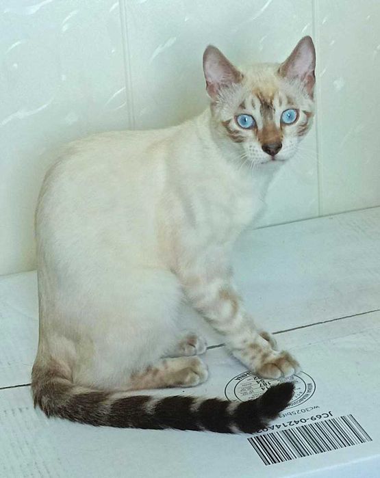 Бенгальские котята