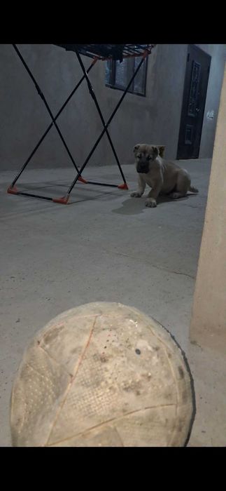 Алабай щенок САО кушык