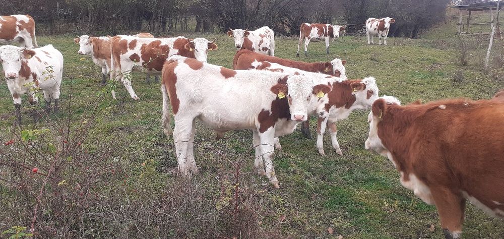 Tăurași 5 x 6200 bucată x 3 juninci