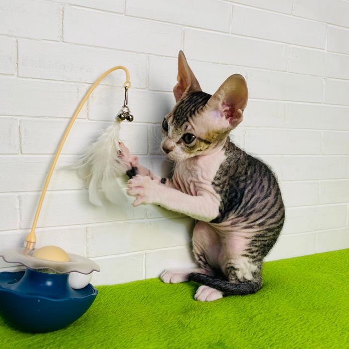 Девочка сфинкс (браш)