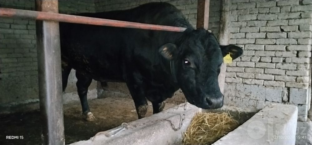 Zor olish uchun Angus buqa sotiladi narxi 6000$ kami bor