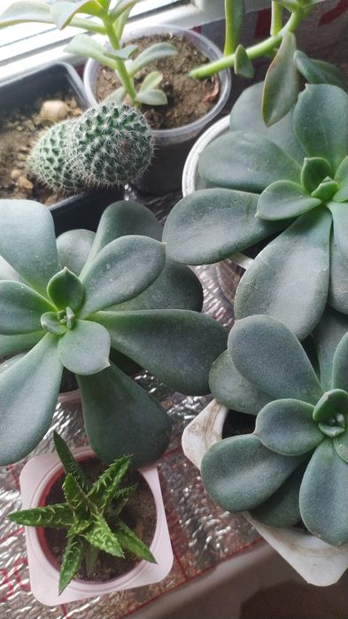 Суккуленты растения