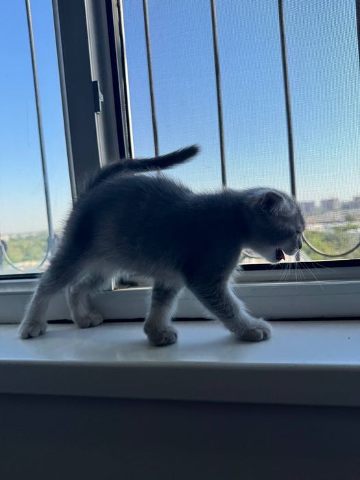 Продается породистый котенок