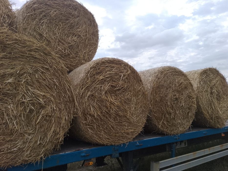 Baloți rotunzi paie de vîzare