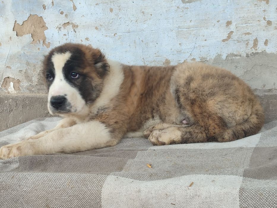 Щенки Алабая САО