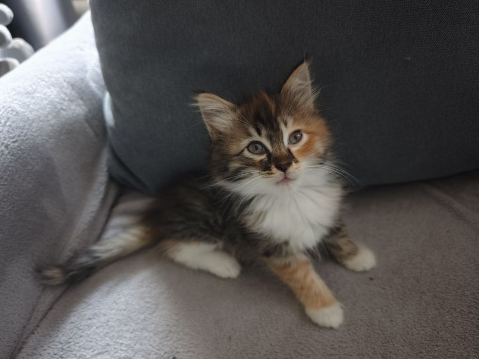Продам двух месячных  котят