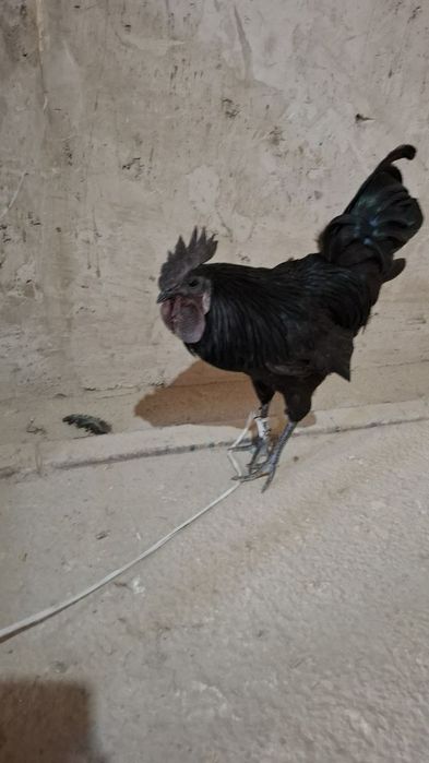 Ухайлу жўжа хўроз