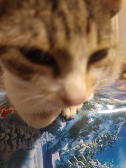 Donez pui de pisică