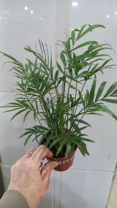 Продам комнатные растения