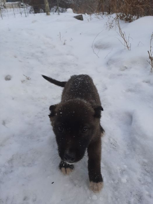 Нужен дом для этих малышей