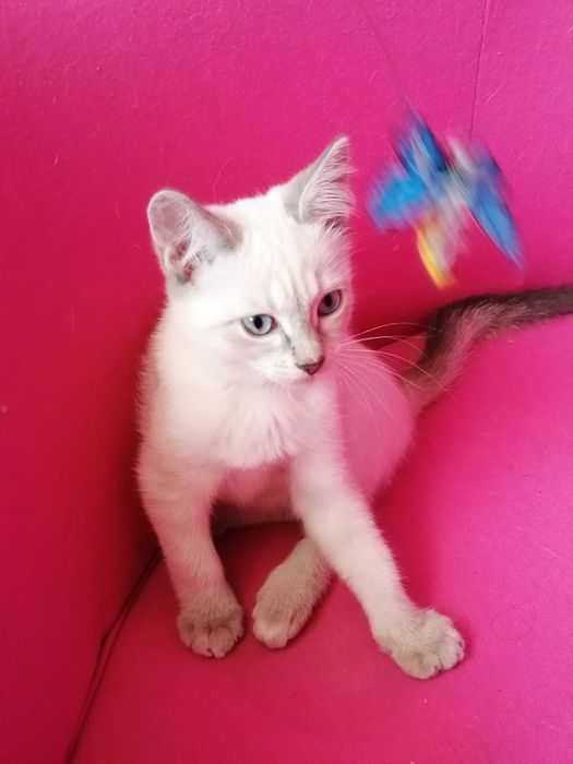 !!! Окрас Silver Point Тайская Принцесса !!!