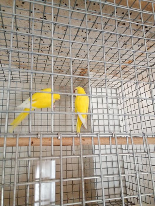 Papagali călugări,micul alex,ninfe,perusi și zebre australiene austral
