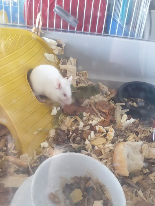 Vând șoricei albi de casă șoricei de experiment   puiuți 50 lei buc. Și zebre australiene 75 lei bucata.