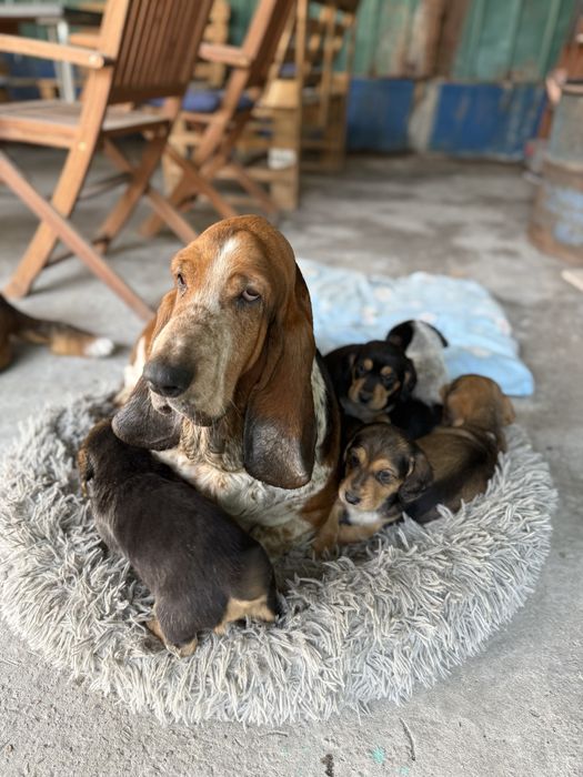 Продам Бассет Хаунд