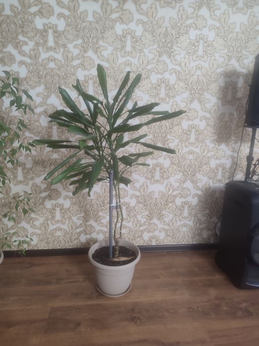 Продам комнатные растения