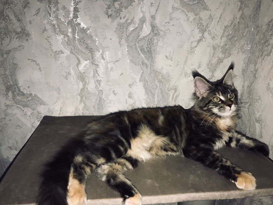 Котёнок Мейн-кун девочка черепашка с родословной