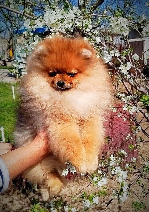 Щенки померанского шпица