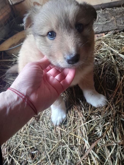 Отдам щенка в хорошие руки