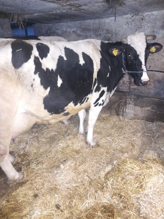 Vand vaca buna de lapte