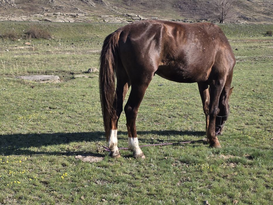 Сатамын айғырды,продаю жеребца