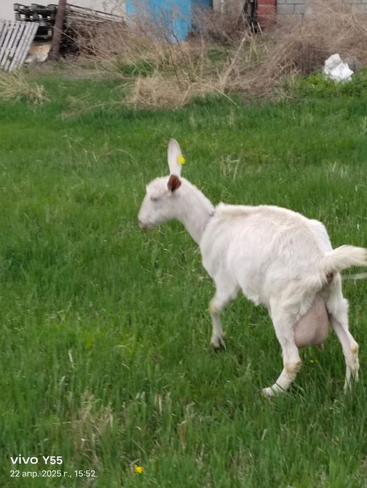 Продам дойных коз