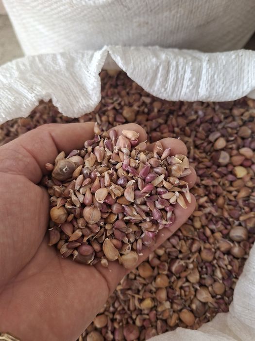 Samanta de baib si baib de consum