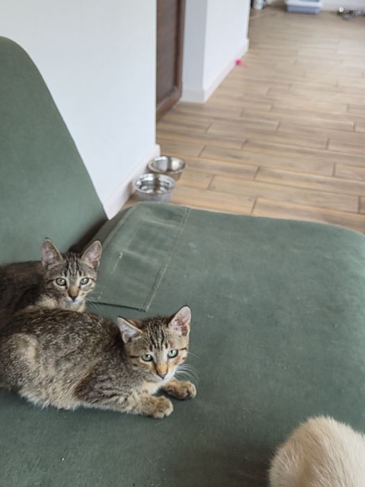 Donatii pisici 1-3 luni