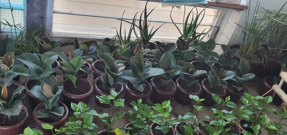 100 dan ortiq gular optim narxlarda   narxlari 15.000dan 60.000 gacha