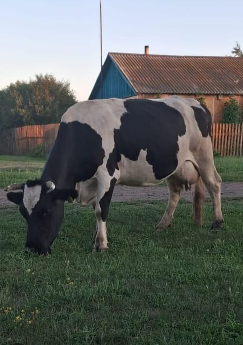 Продам корову...