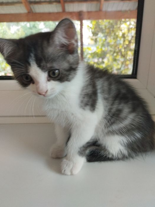Котят бесплатно. Очень хорошие!