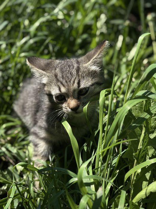 Котенок бесплатно