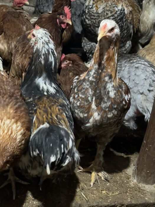 Петли на различна възраст