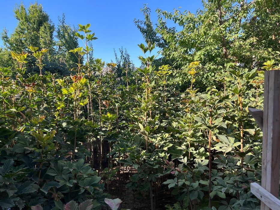 Kashtan ko'chatlari sotiladi optom