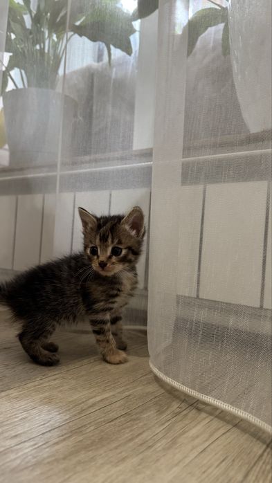 Милые, добрые котята