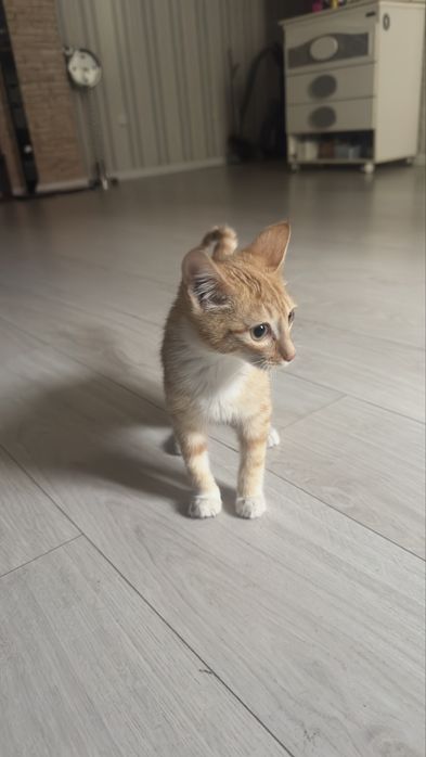 Отдам котенка в добрые руки